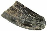Serrated Tyrannosaur Tooth - Two Medicine Formation #263785-1